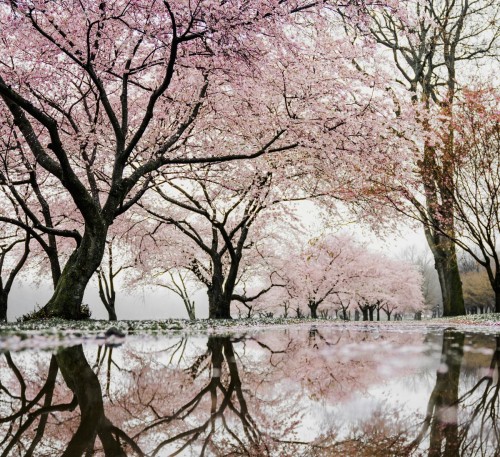 Natura nu se demodeaza niciodata. Bucura-te de ea!